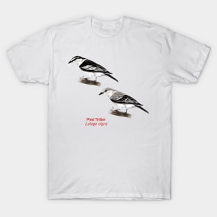 Pied Triller | Lalage nigra ⚥ T-Shirt